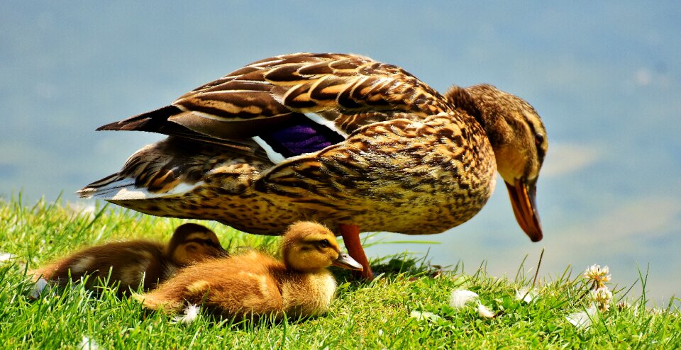 Protection mama plumage photo