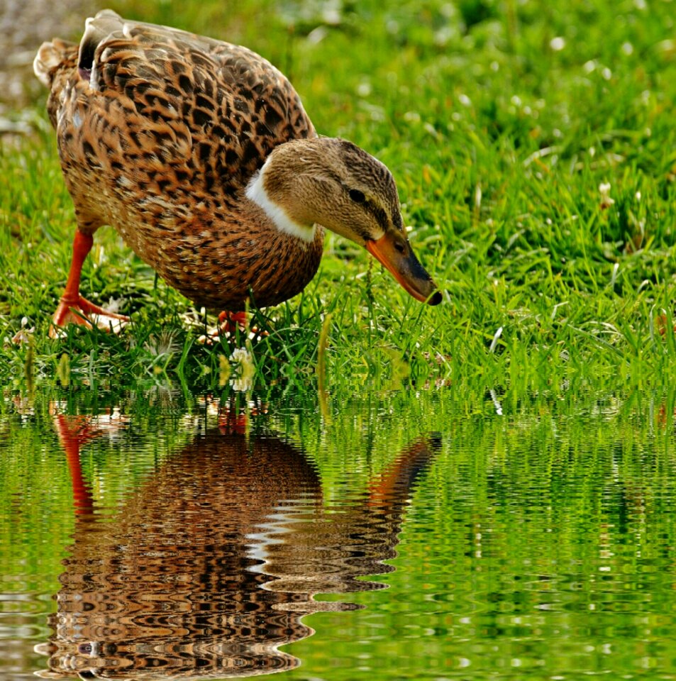 Mirroring poultry plumage