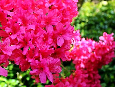 Pink flowers plant garden photo