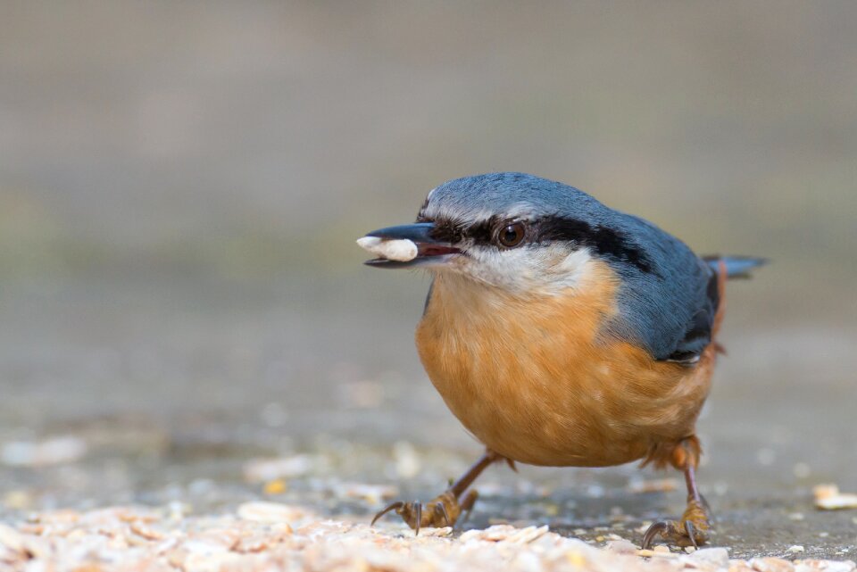 Sitta europaea nature feeding place