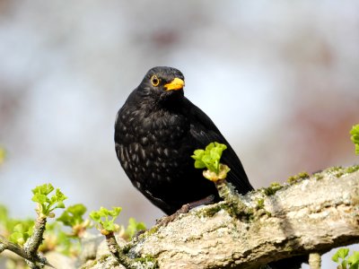 Amsel-Maennchen.Luther-Friedhof.P1067233