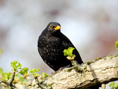 Amsel-Maennchen.Luther-Friedhof.P1067233 photo