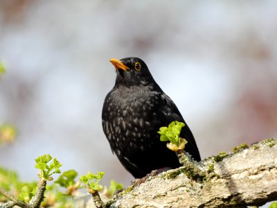 Amsel-Maennchen.Luther-Friedhof.P1067236 photo