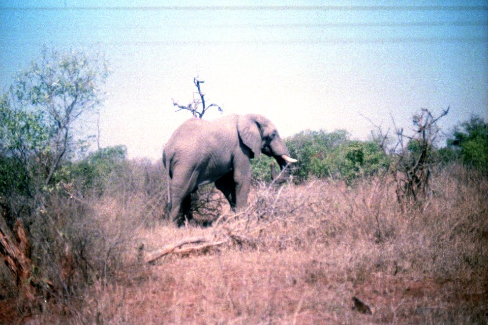 An Elephant at Kruter National Park - 1