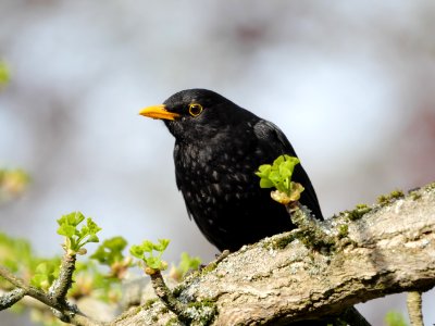 Amsel-Maennchen.Luther-Friedhof.P1067241 photo