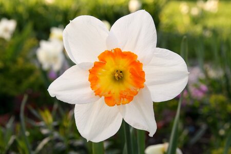 Closeup bloom garden flower