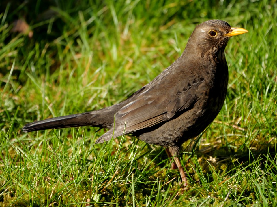 Amsel-Weibchen.Luther-Friedhof.P1056902