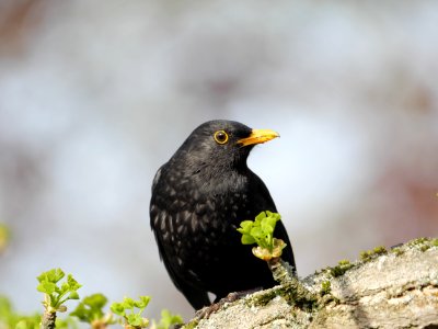 Amsel-Maennchen.Luther-Friedhof.P1067238 photo