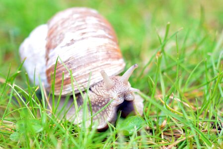 Nature animal schnecknehaus