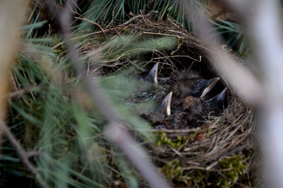 Amselküken im Nest Dresdner Heide