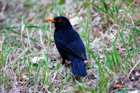 Amsel auf der Insel Krk