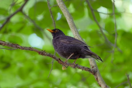 Amsel.Glienicker.Park photo