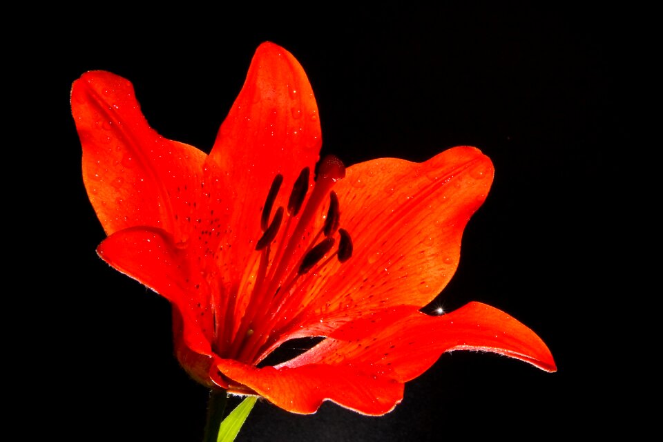 Pink day-lily macro photography