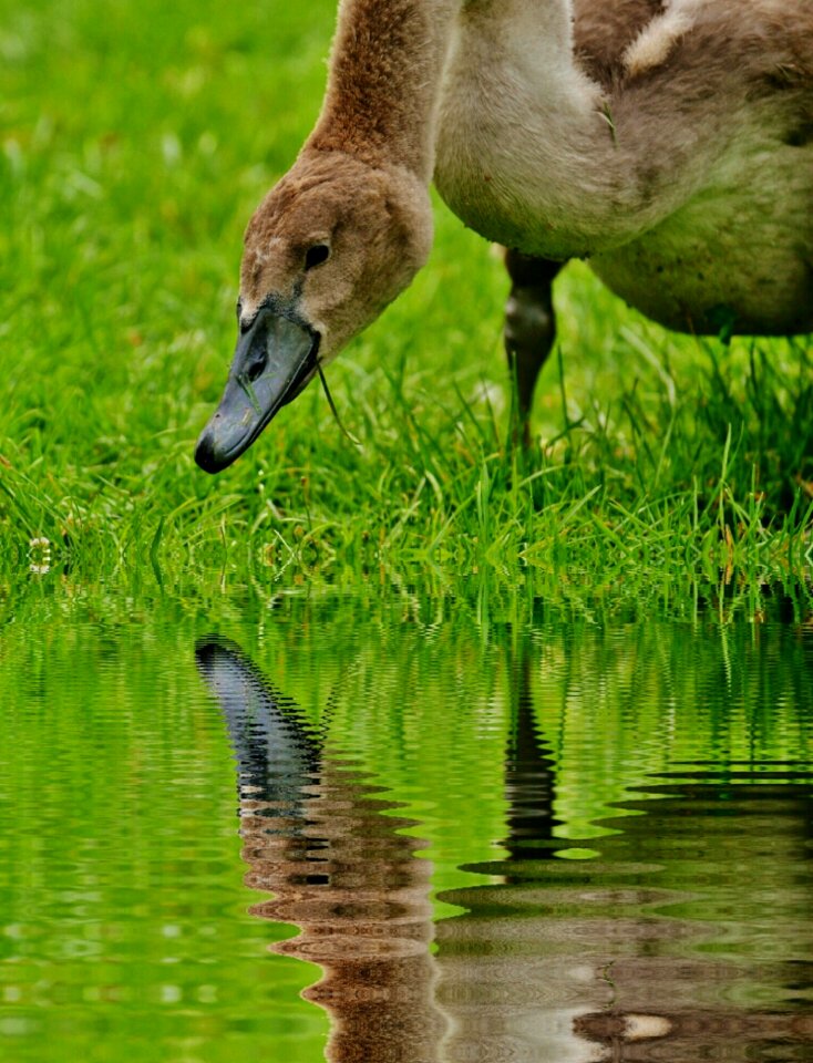 Mirroring waters water bird