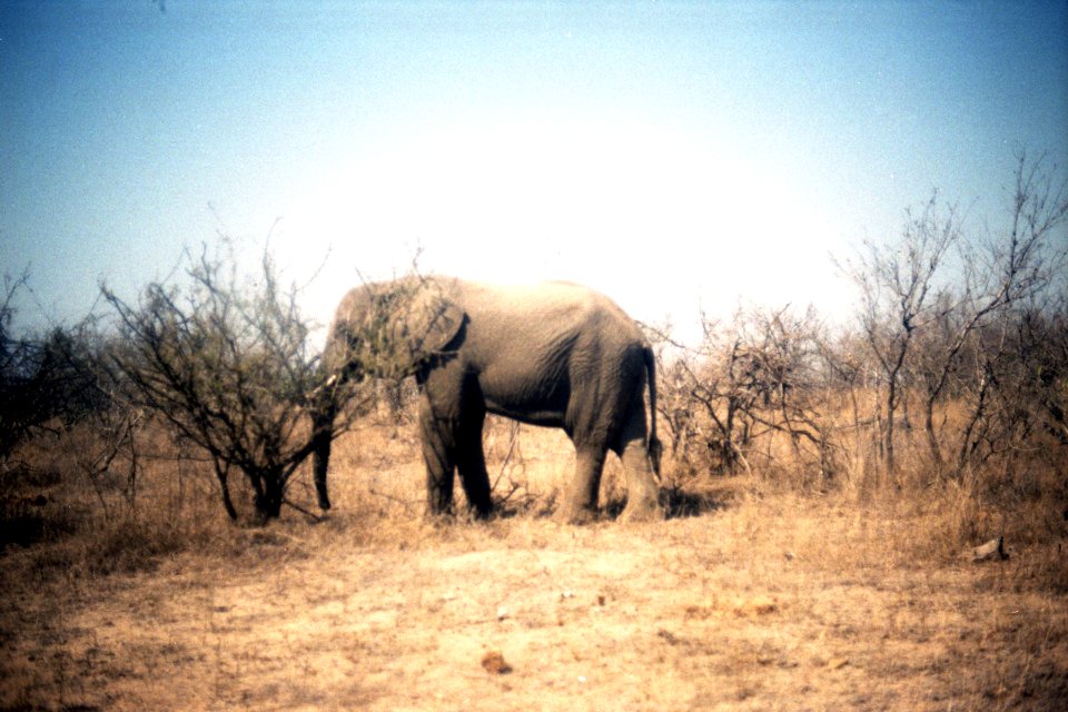 An Elephant at Kruger National Park