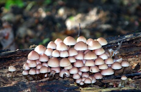 Wood undergrowth fall