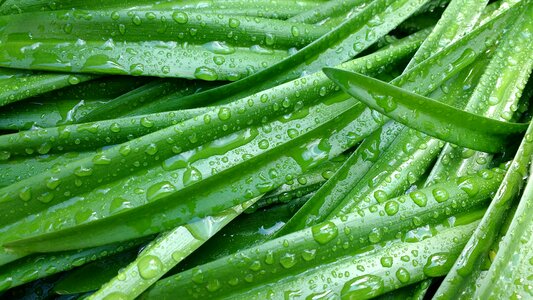 Drops drops of water green