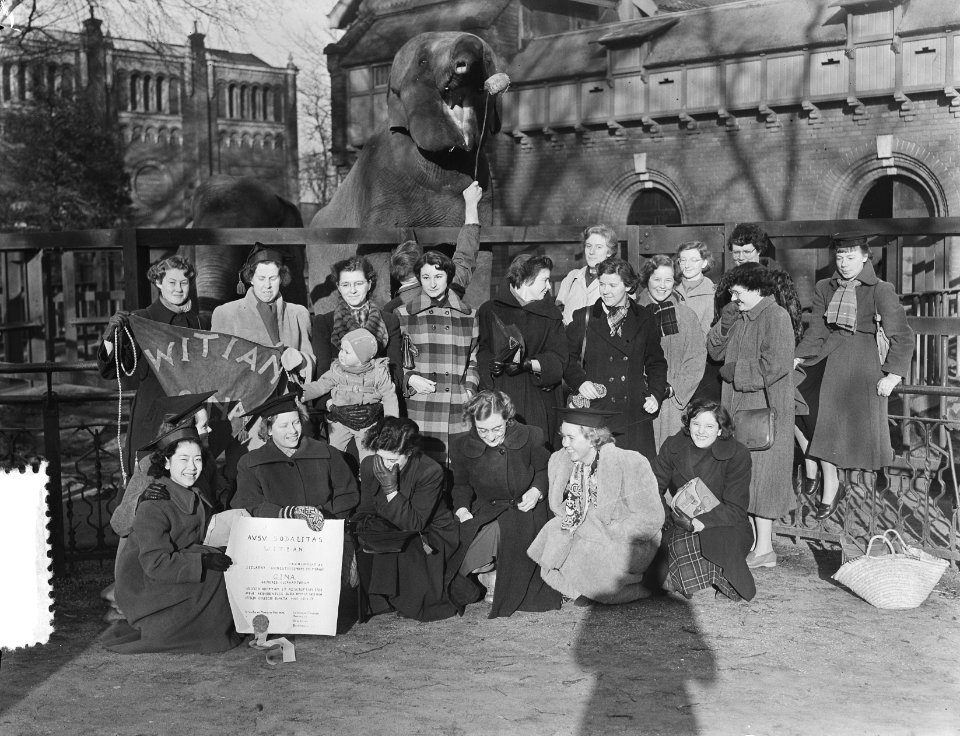 Amsterdamse Vrije Studenten adopteren olifant in Artis (Witian), Bestanddeelnr 904-8809