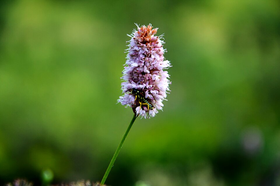 Spring flowers plant flowers