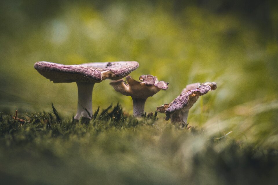 Toxic autumn forest floor