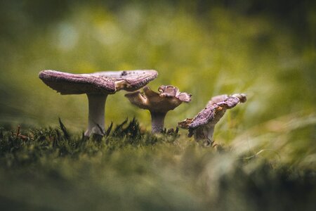 Toxic autumn forest floor photo