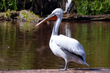Nature wildlife wild