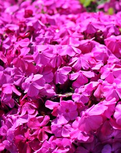 Plant flowers flower purple