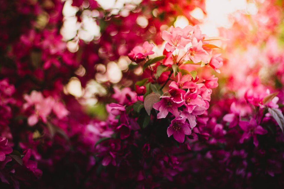 Flowers nature pink