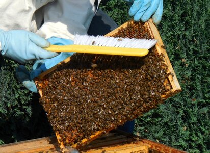 Honey beekeeper work photo