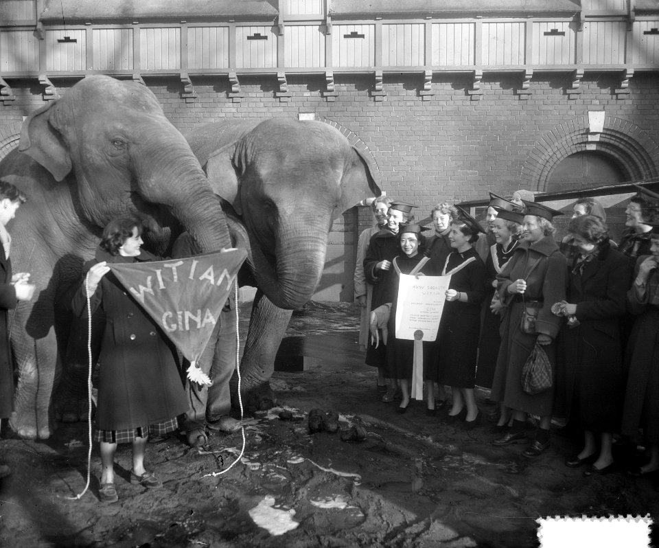 Amsterdamse Vrije Studenten adopteren olifant in Artis (Witian), Bestanddeelnr 904-8815