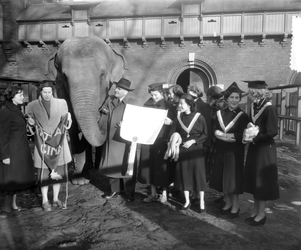 Amsterdamse Vrije Studenten adopteren olifant in Artis (Witian), Bestanddeelnr 904-8816