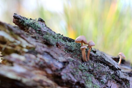 Tree fungus forestnature forest