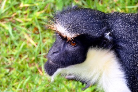 Cute primate mammal photo