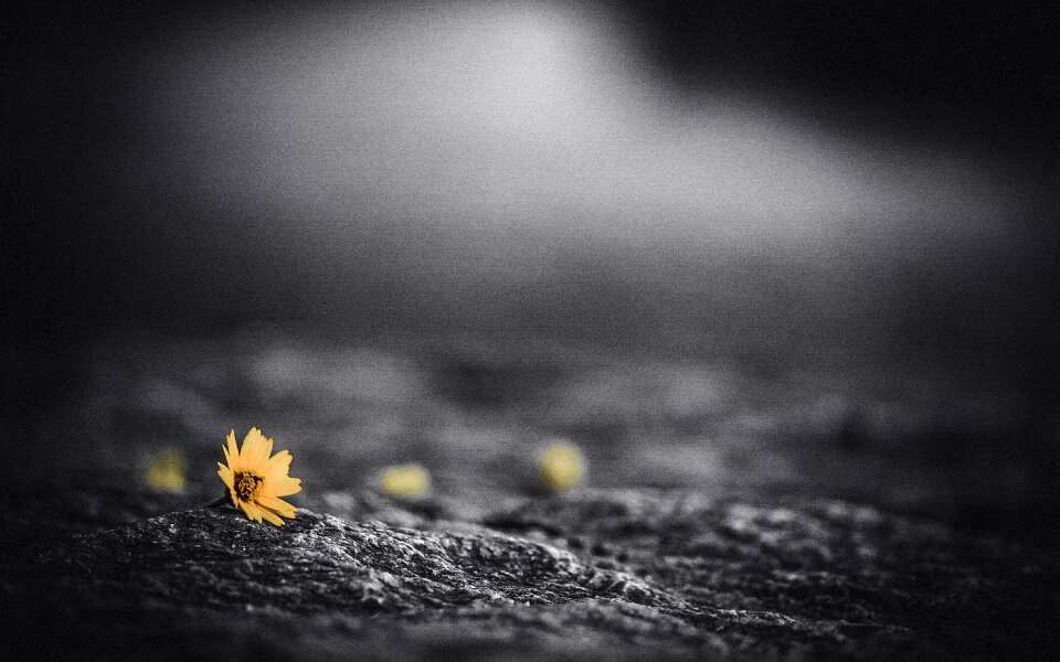 Yellow flowers wallpaper outdoor