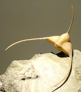 Ampyx nasutus - Houston Museum of Natural Science - DSC01432 photo