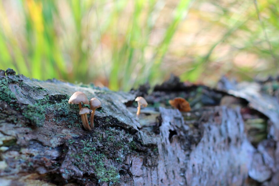 Forestnature forest nature
