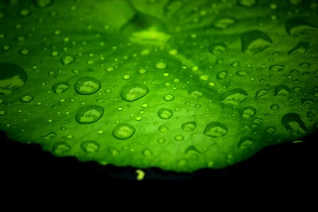 Lotus leaf water on a lotus leaf drops of water