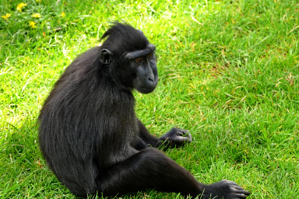 Cute primate mammal