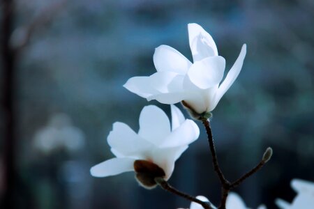 Magnolia white ice spirit