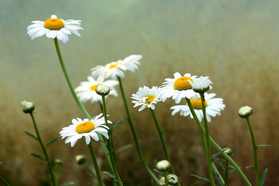 Flower white plant