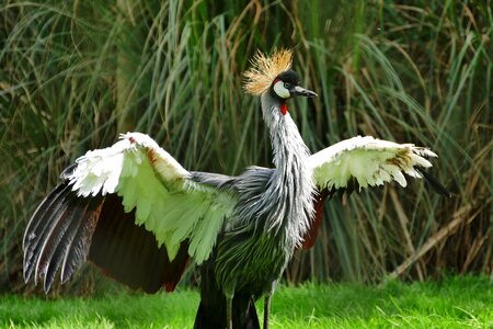Grey crowned balearica