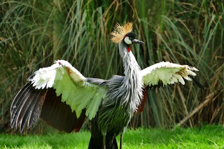 Grey crowned balearica photo