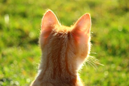 Red cat young cat cat baby
