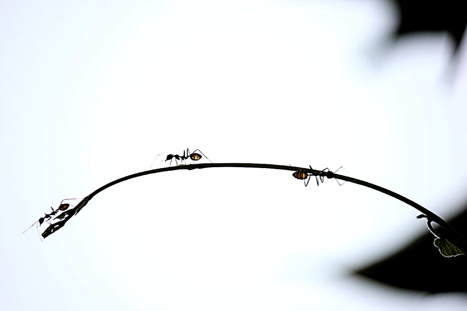 Branch insects silhouette