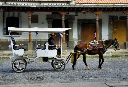 Vehicle drawn horse photo