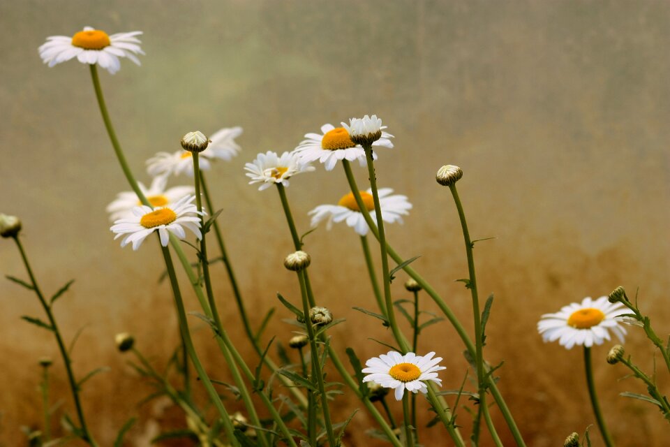 Flower white plant