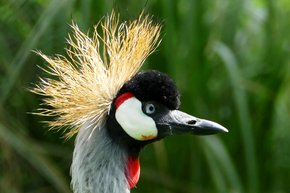 Grey crowned balearica
