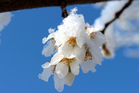 Bloom spring branch photo