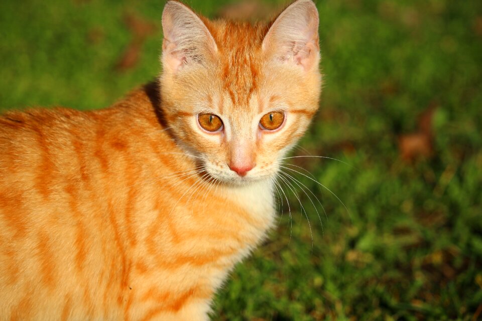 Red cat young cat cat baby