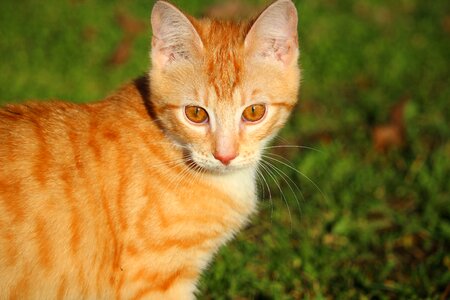 Red cat young cat cat baby photo